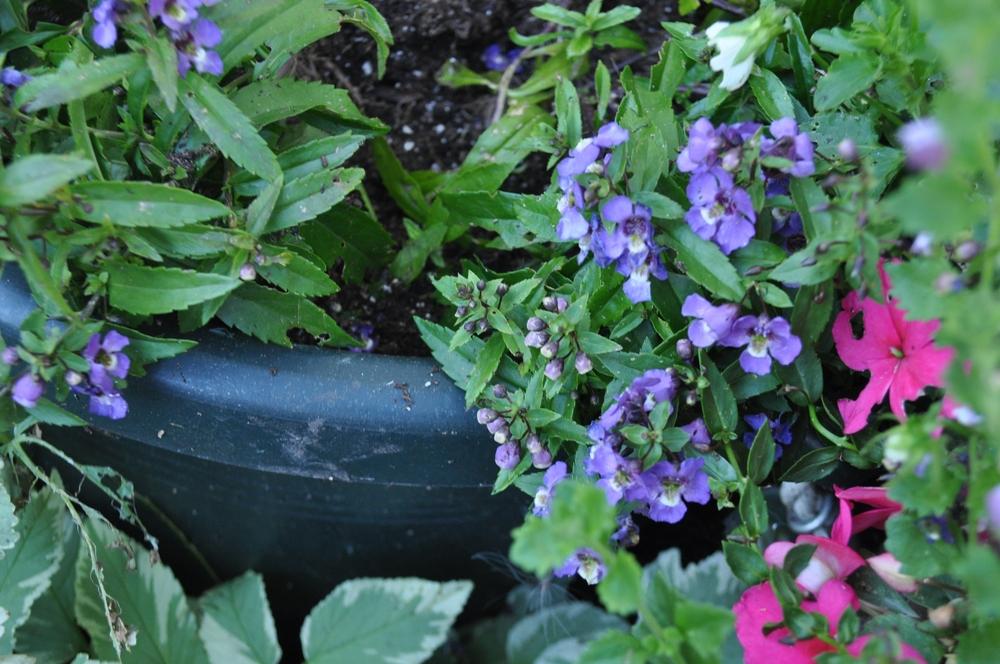 Photo of Angelonia (Angelonia angustifolia Serena® Blue) uploaded by darwellwoods