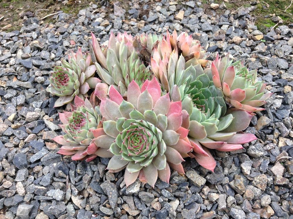 Photo of Hen and Chicks (Sempervivum 'Dallas') uploaded by tcstoehr