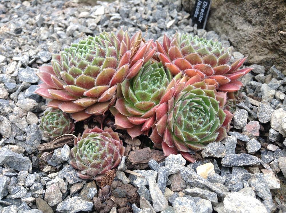 Photo of Hen and Chicks (Sempervivum 'Director Jacobs') uploaded by tcstoehr