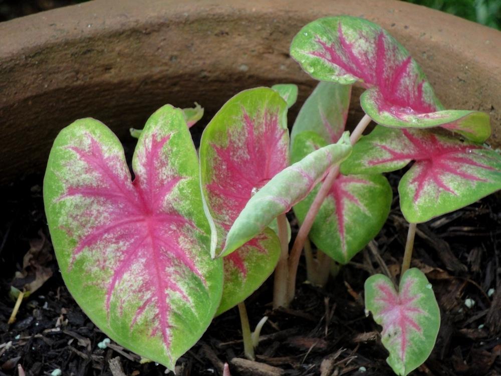 Photo of Fancy-leaf Caladium (Caladium 'Rosebud') uploaded by Donnerville