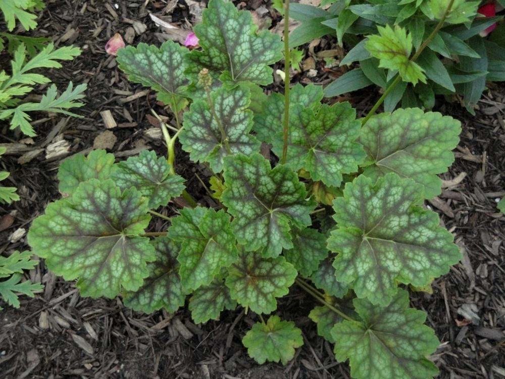 Photo of Coral Bells (Heuchera 'Marvelous Marble') uploaded by Donnerville