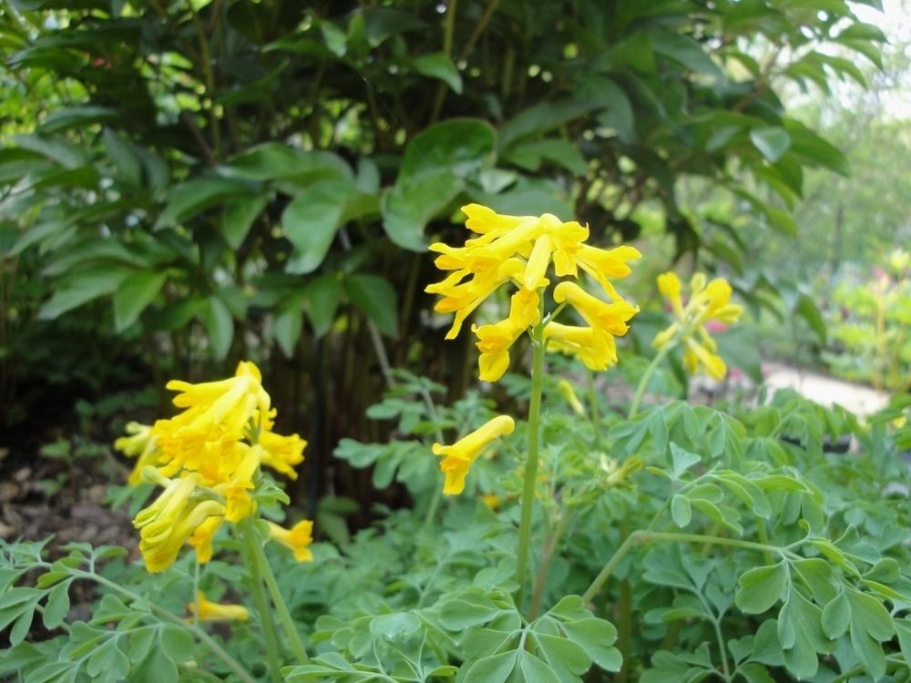 Photo of Yellow Corydalis (Pseudofumaria lutea) uploaded by Donnerville