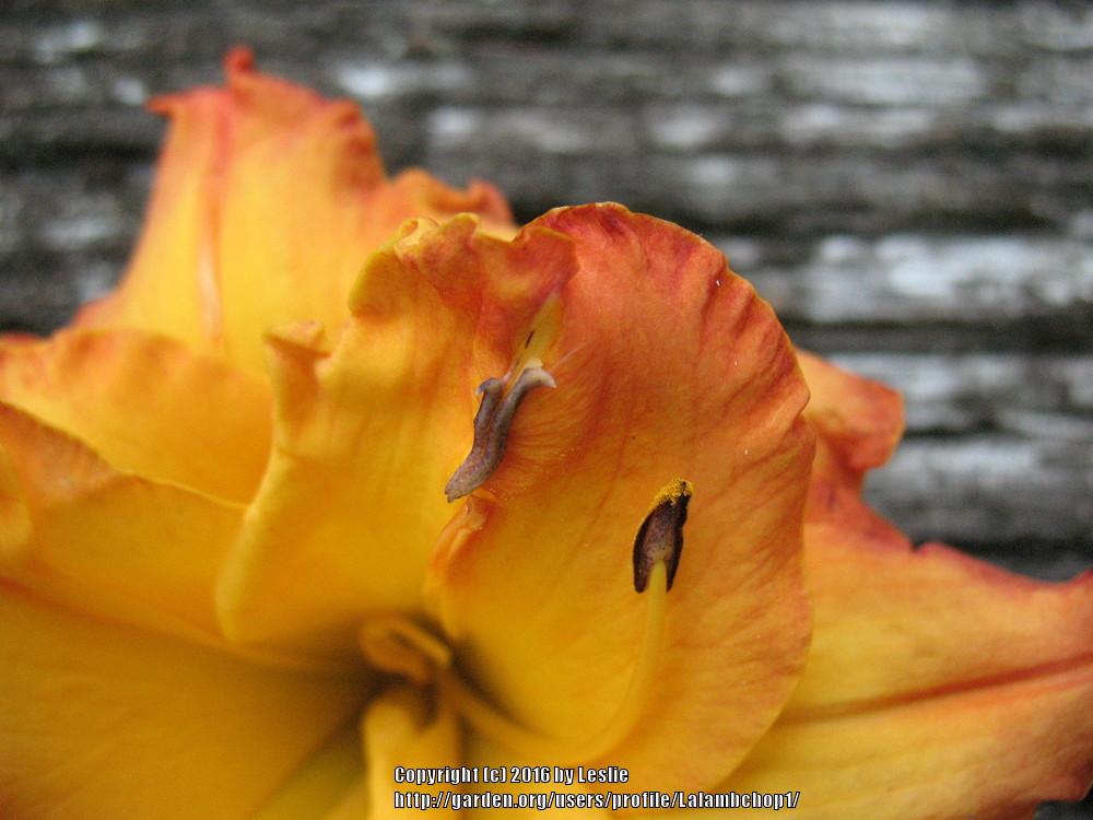 Photo of Daylily (Hemerocallis 'Glorious Autumn') uploaded by Lalambchop1