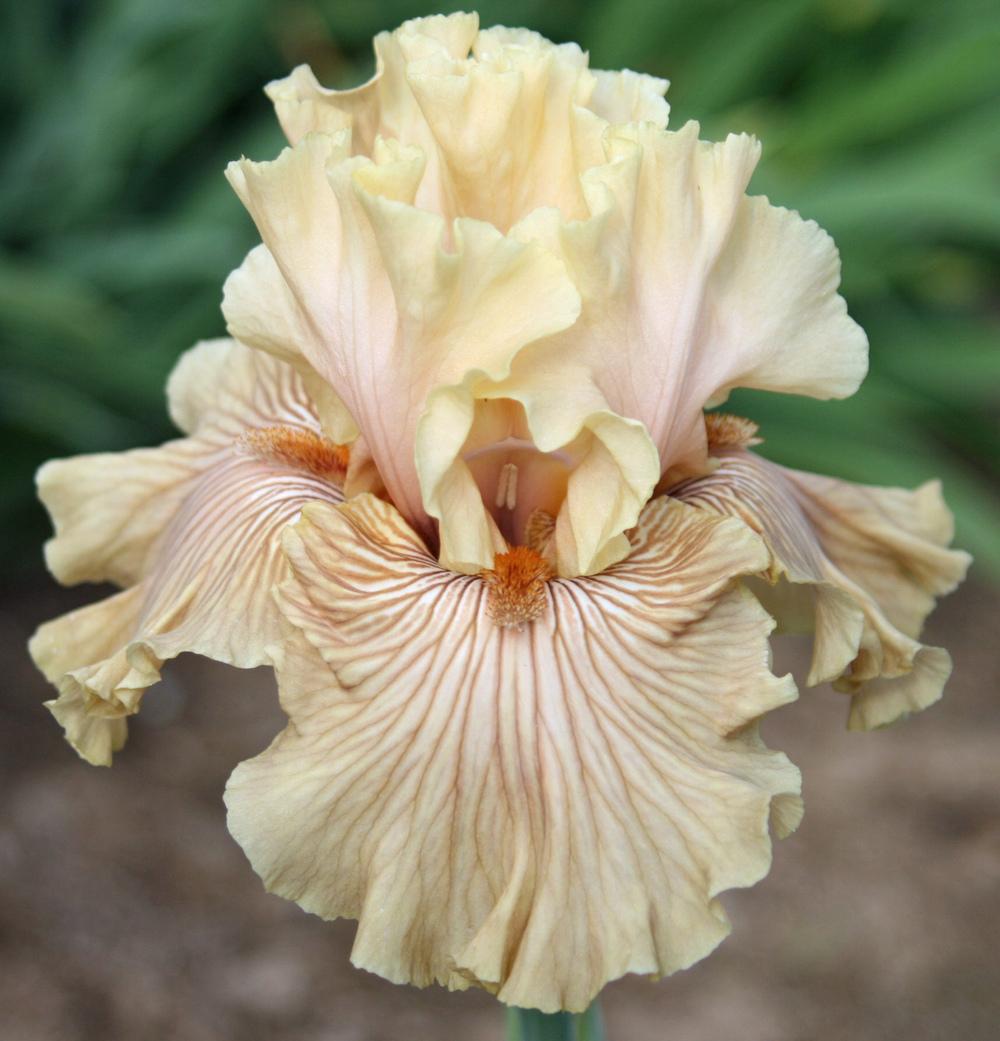 Photo of Tall Bearded Iris (Iris 'Just Crazy') uploaded by Snork