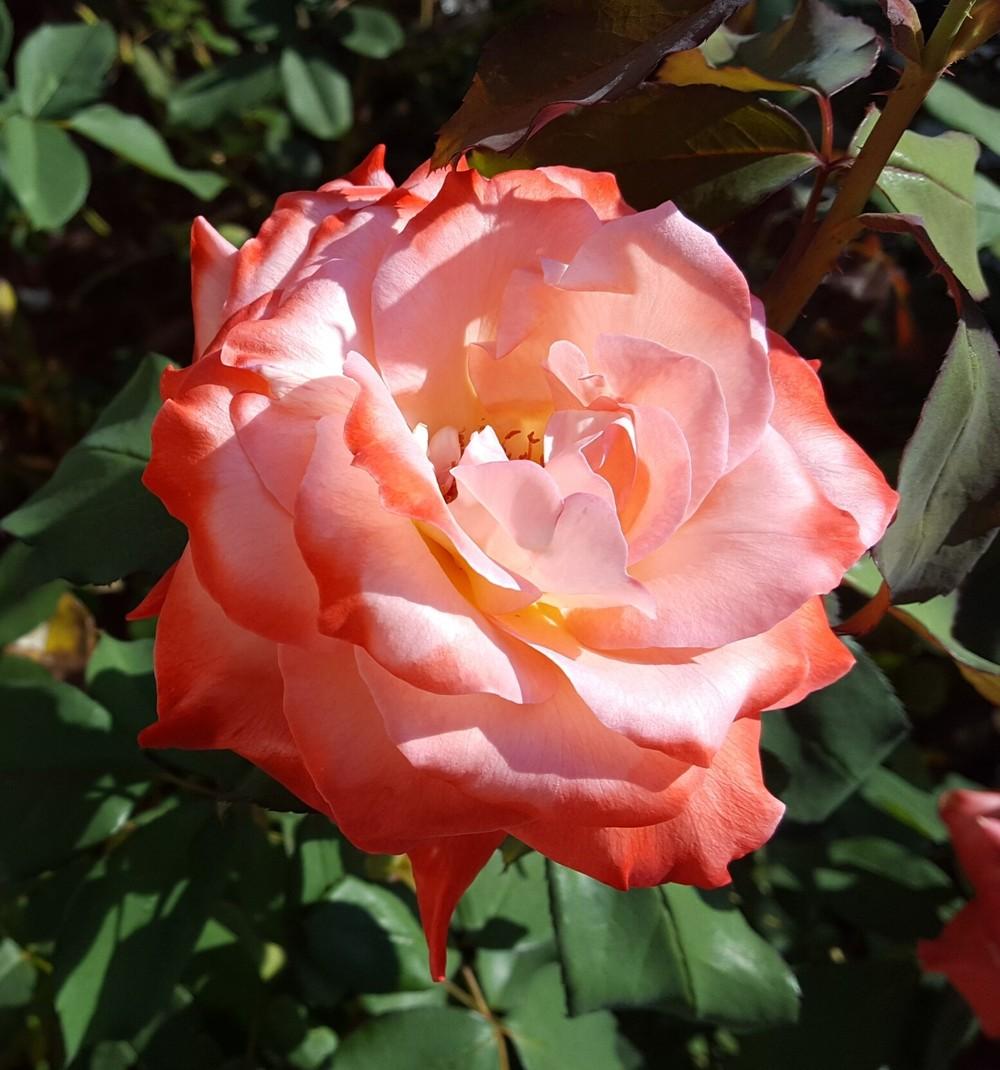 Photo of Rose (Rosa 'Brigadoon') uploaded by clcroses