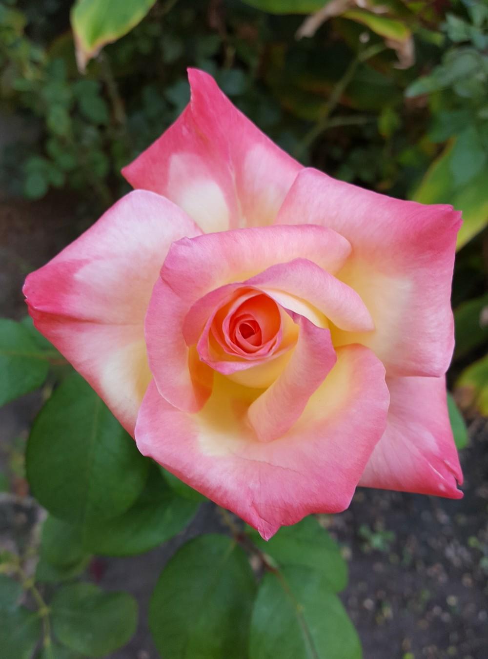 Photo of Rose (Rosa 'Color Magic') uploaded by clcroses