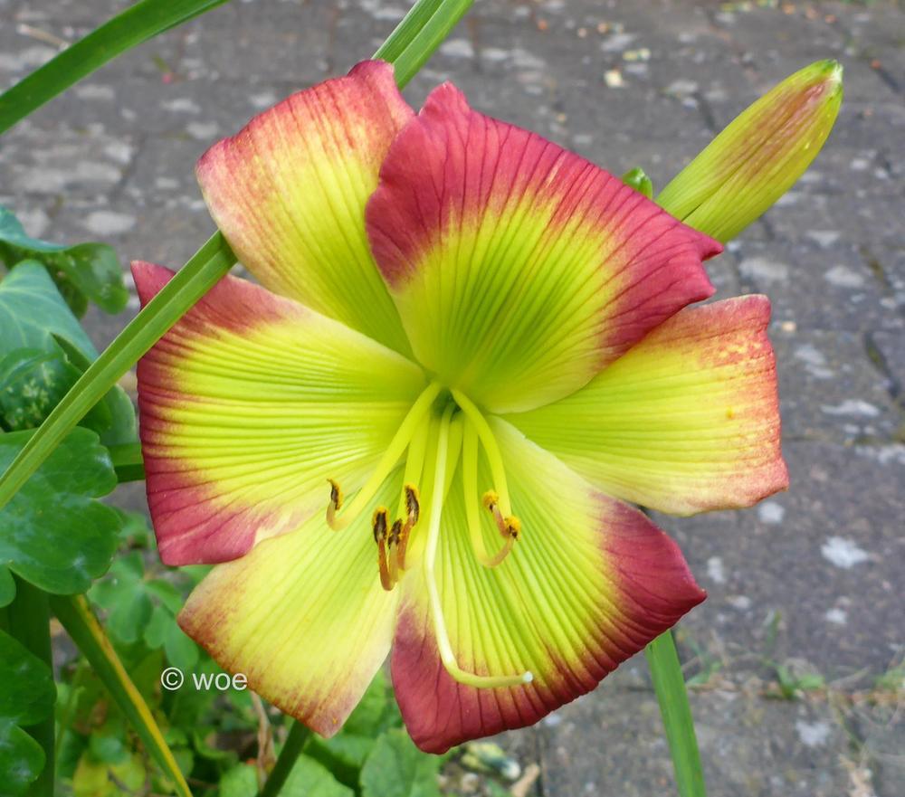 Photo of Daylily (Hemerocallis 'Search for Green Pastures') uploaded by mainstreet