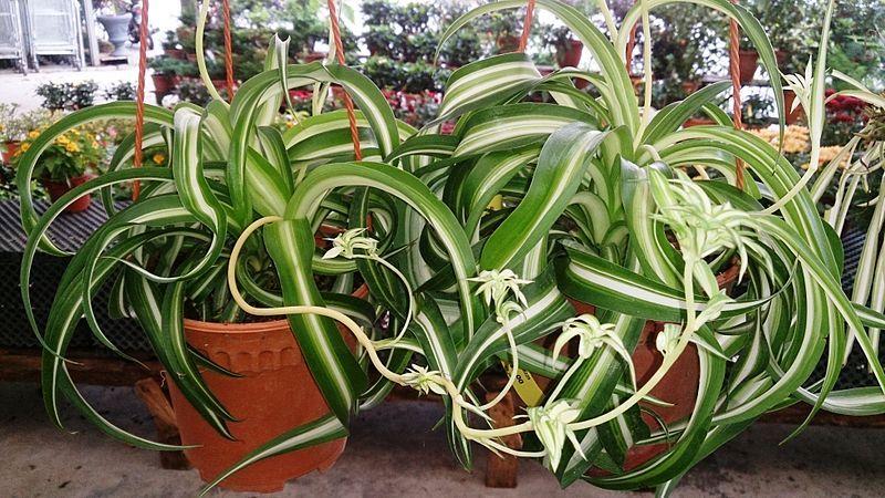 Photo of Curly Spider Plant (Chlorophytum comosum 'Bonnie') uploaded by robertduval14
