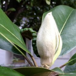 Location: Dallas, TX Zone 8a
Date: 2016-04-13
This is a closeup of a bud on my Magnolia.