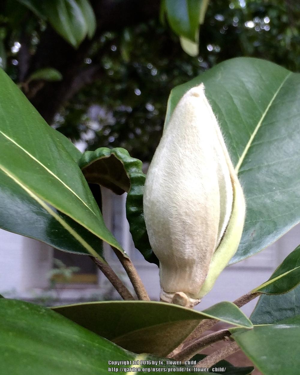 Photo of Southern Magnolia (Magnolia grandiflora) uploaded by tx_flower_child