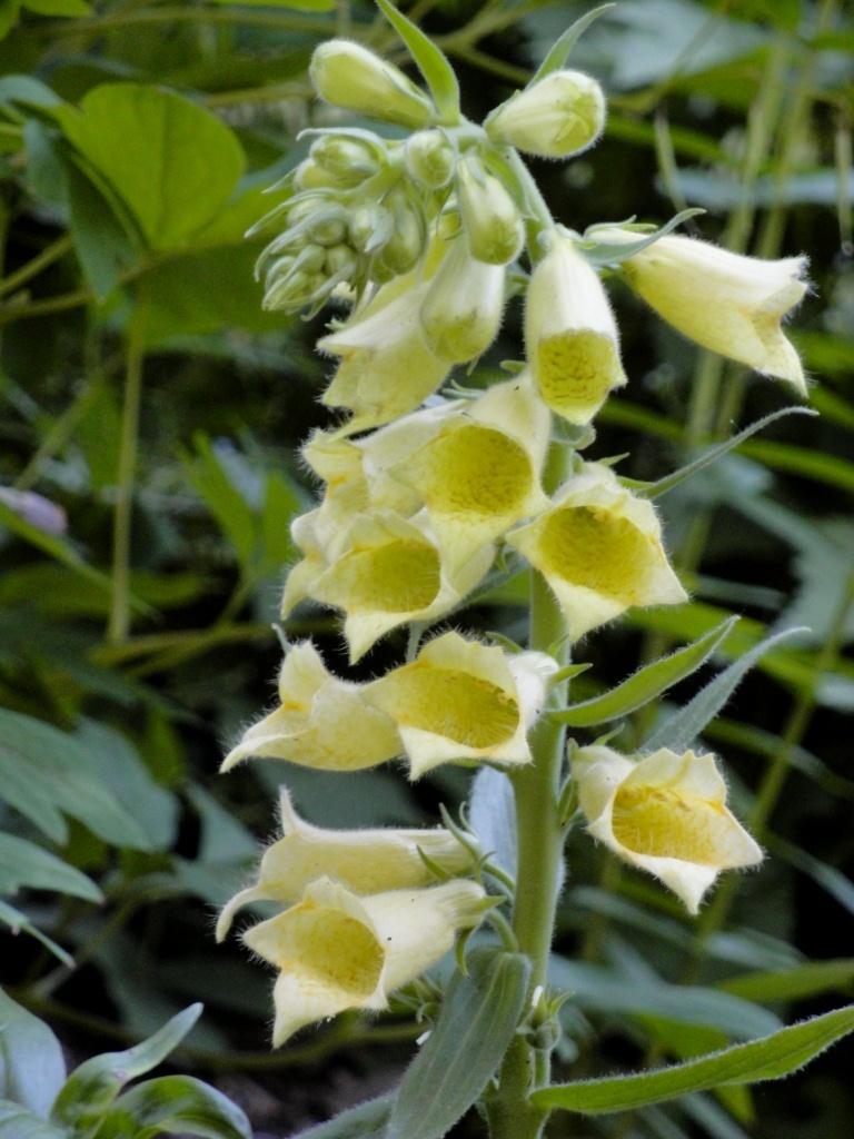 Photo of Yellow Foxglove (Digitalis grandiflora) uploaded by Donnerville