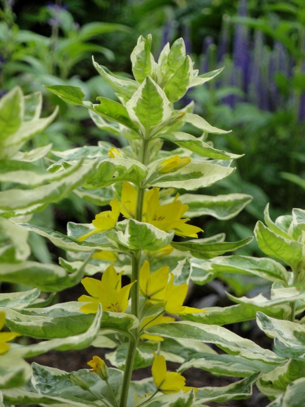 Photo of Variegated Yellow Loosestrife (Lysimachia punctata 'Alexander') uploaded by Donnerville