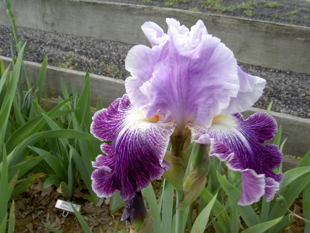 Photo of Tall Bearded Iris (Iris 'Telepathy') uploaded by Muddymitts