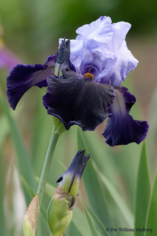 Photo of Tall Bearded Iris (Iris 'Dangerous Mood') uploaded by William