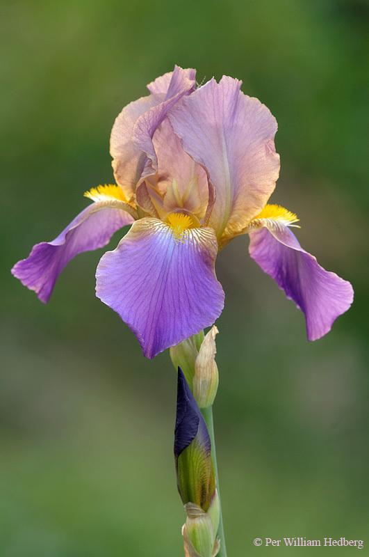 Photo of Tall Bearded Iris (Iris 'Seraphita') uploaded by William