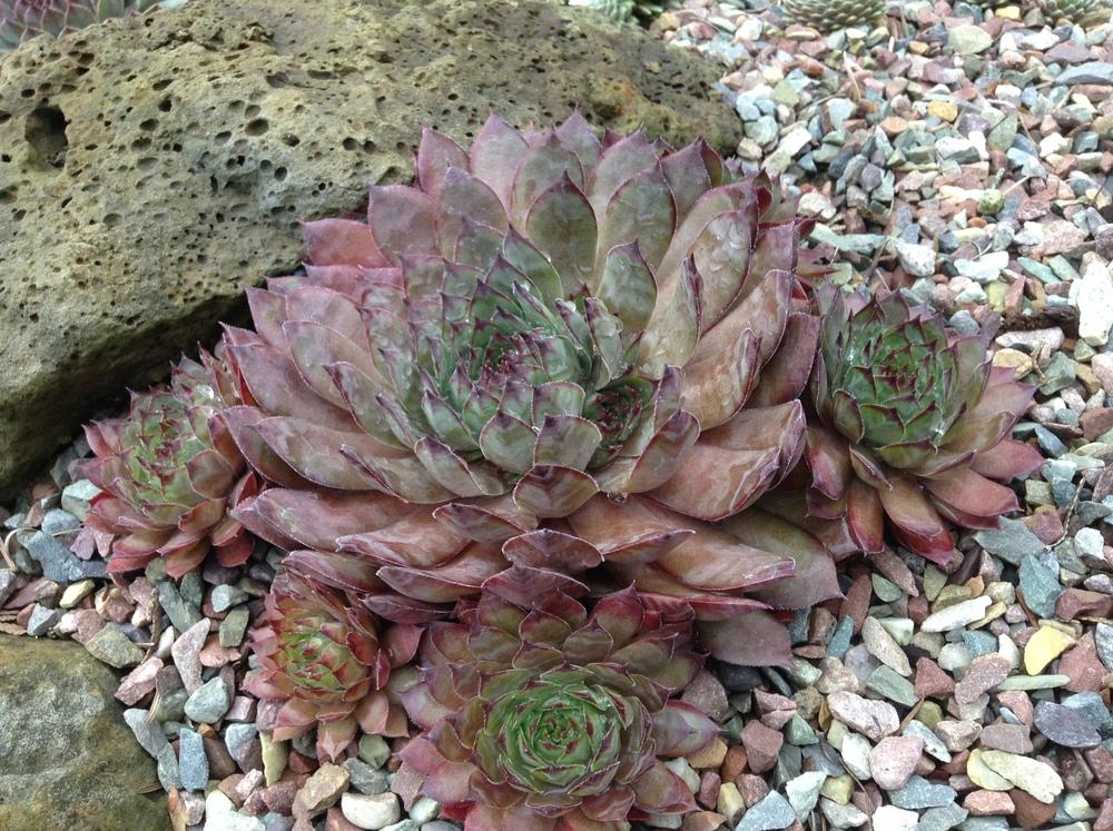 Photo of Hen and Chicks (Sempervivum 'Red Rum') uploaded by tcstoehr