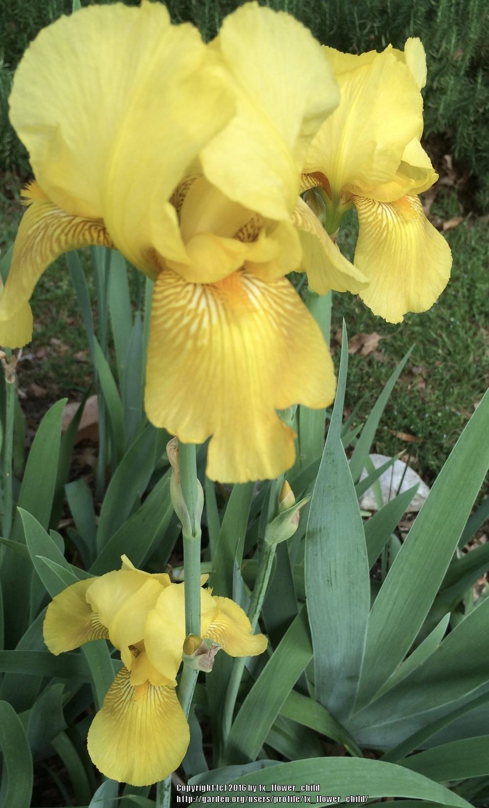 Photo of Irises (Iris) uploaded by tx_flower_child