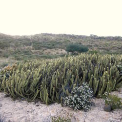 Location: Baja California
Date: 2012-05-27