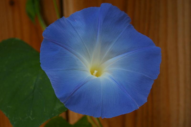 Photo of Morning Glory (Ipomoea tricolor 'Heavenly Blue') uploaded by robertduval14