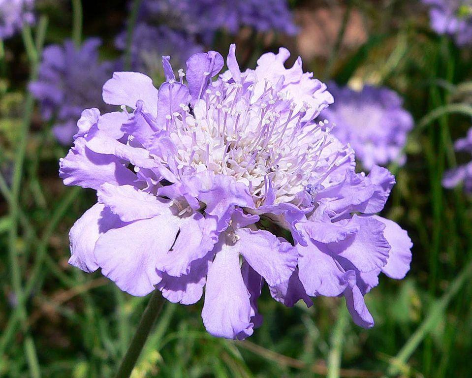 Photo of Pincushion Flower (Scabiosa columbaria 'Butterfly Blue') uploaded by robertduval14