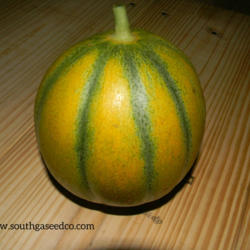 Location: South GA Seed CO.
Date: 2016
Favorite melon here on the farm!