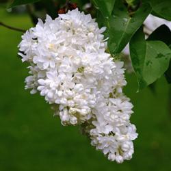 Location: My backyard in Allentown, PA
Date: 8 May 2013
A nice large flower cluster on a 50 plus year old lilac bush on 8