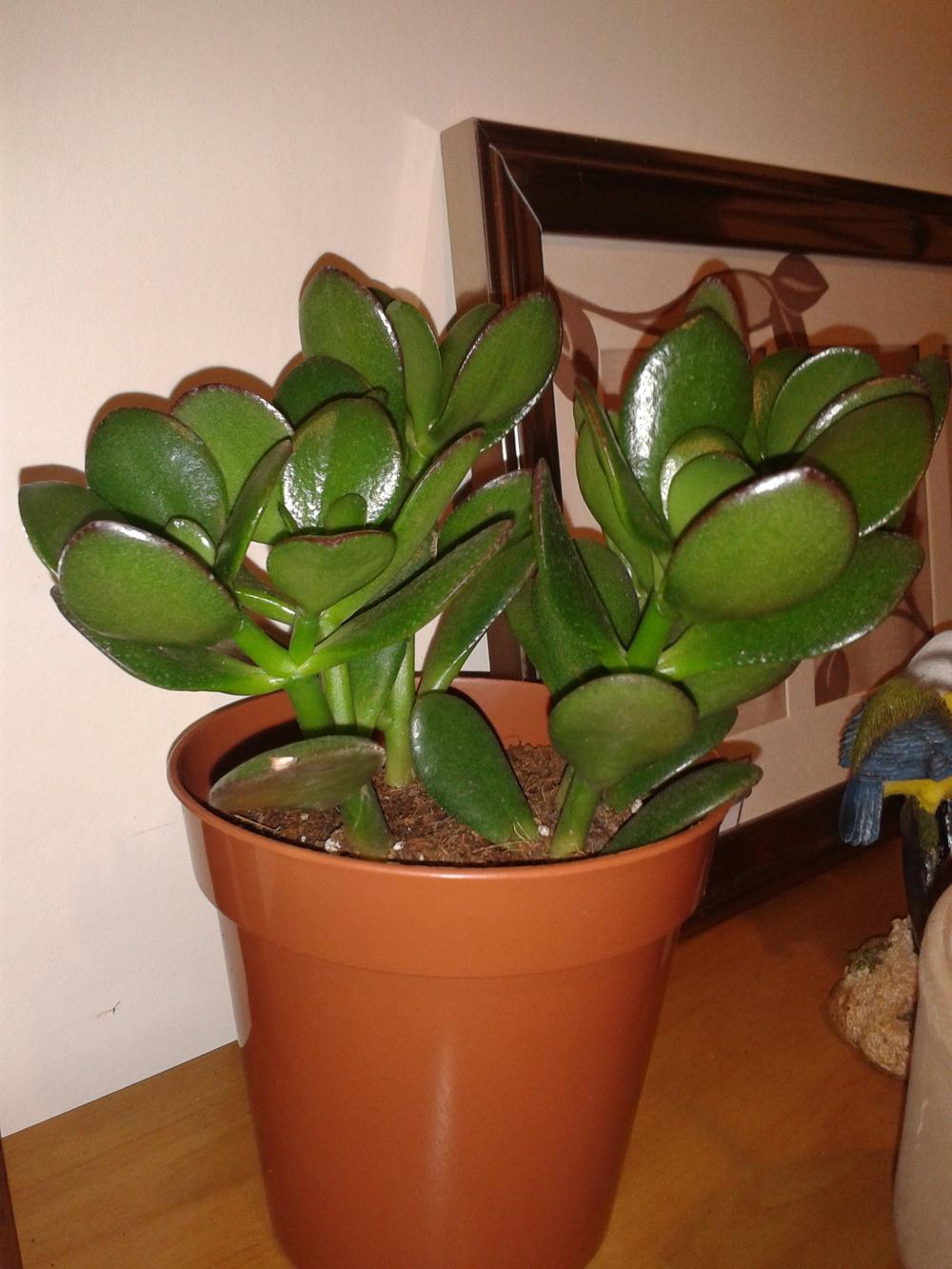 Photo of Jade Plant (Crassula ovata) uploaded by syzone8aUK