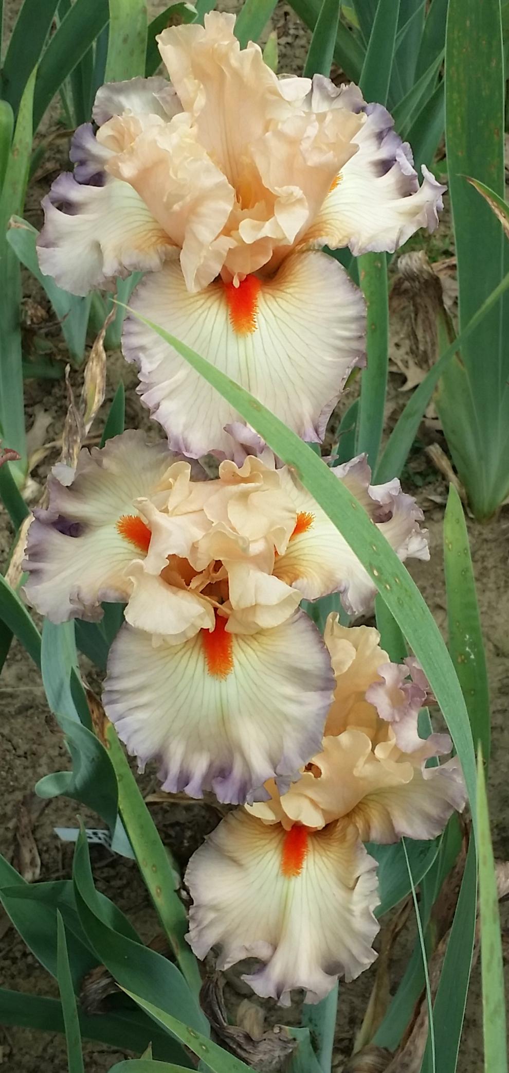 Photo of Tall Bearded Iris (Iris 'Parisian Dawn') uploaded by Islandview