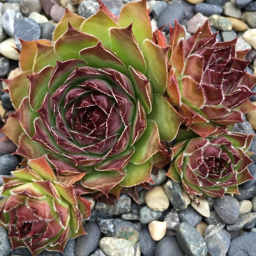 Photo of Hen and Chicks (Sempervivum 'Bitter Chocolate') uploaded by Patty