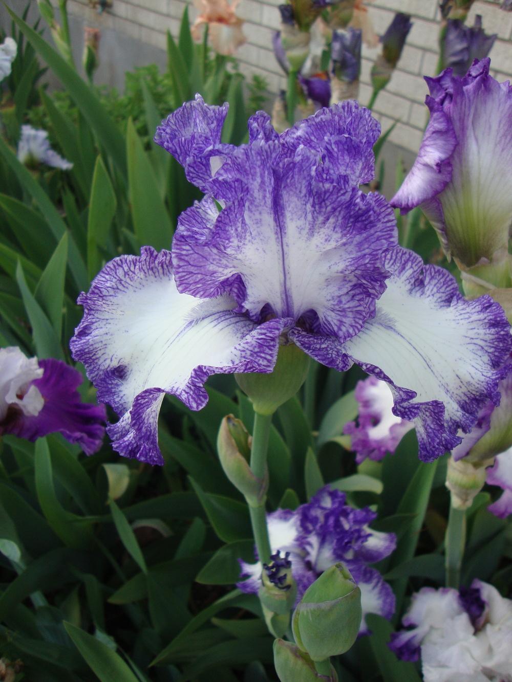 Photo of Tall Bearded Iris (Iris 'Ink Patterns') uploaded by Paul2032