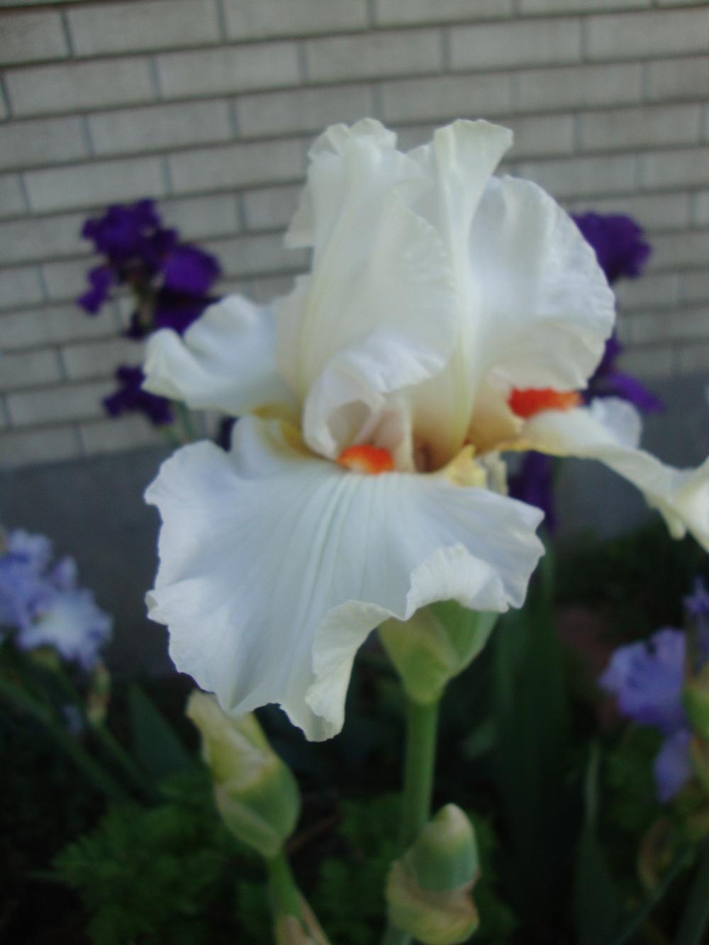 Photo of Tall Bearded Iris (Iris 'White Hot') uploaded by Paul2032