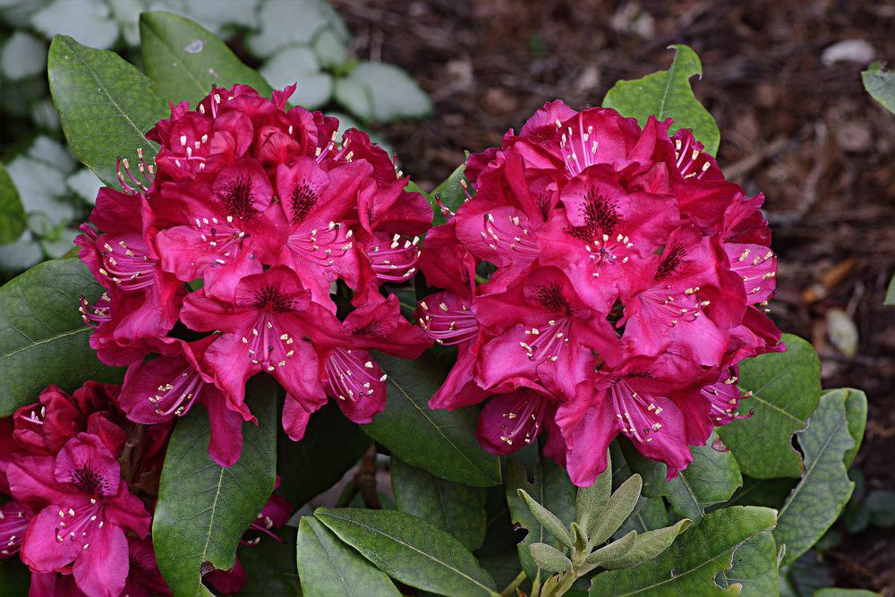Photo of Rhododendron 'Nova Zembla' uploaded by marsrover