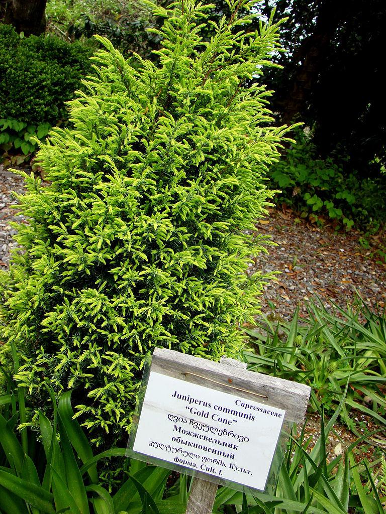 Photo of Juniper (Juniperus communis 'Gold Cone') uploaded by robertduval14