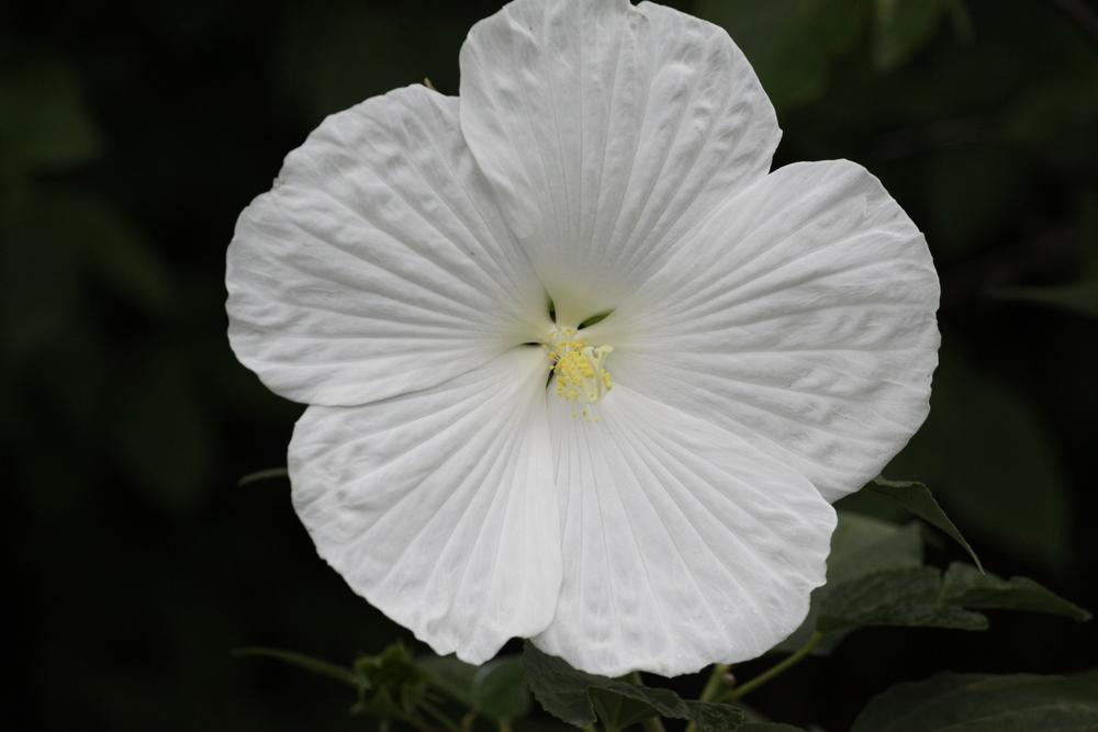 Photo of Hybrid Hardy Hibiscus (Hibiscus 'Blue River II') uploaded by Ina