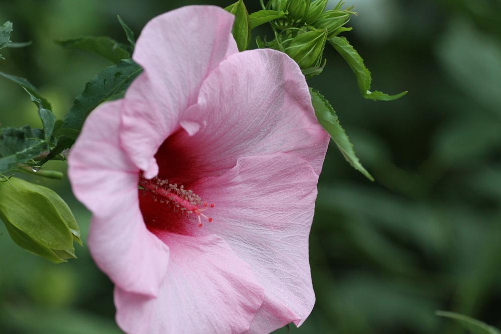 Photo of Hybrid Hardy Hibiscus (Hibiscus 'Lady Baltimore') uploaded by Ina