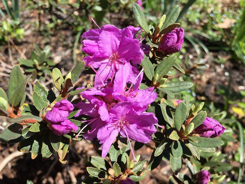 Photo of Rhododendron 'Purple Gem' uploaded by robertduval14