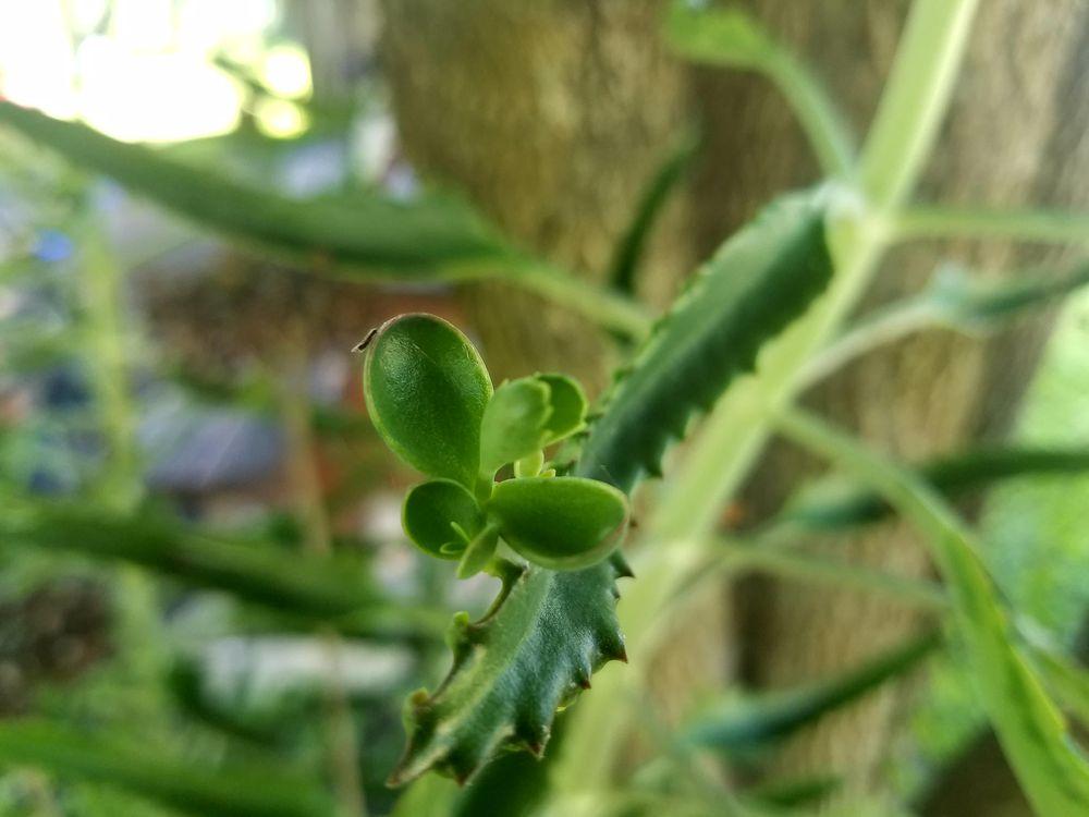 Photo of Mother of Thousands (Kalanchoe 'Houghtonii') uploaded by JamesAcclaims