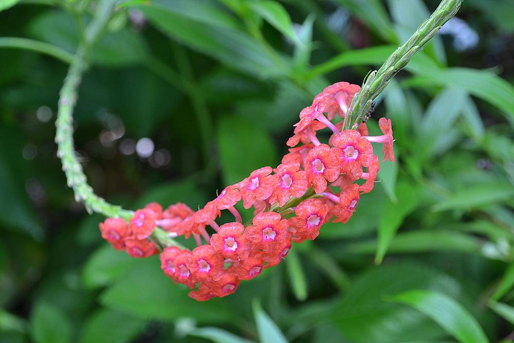 Photo of Red Porterweed (Stachytarpheta mutabilis) uploaded by sunkissed