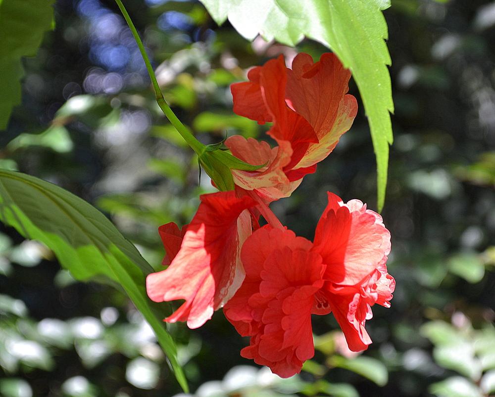 Photo of Tropical Hibiscus (Hibiscus rosa-sinensis 'El Capitolio Bloody Mary') uploaded by sunkissed