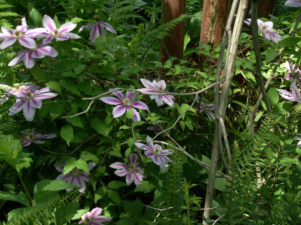 Photo of Clematis 'Nelly Moser' uploaded by Bluespiral