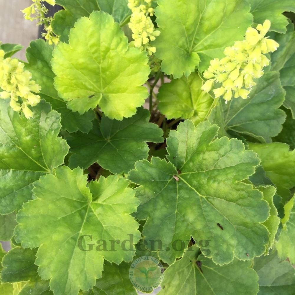 Photo of Coral Bells (Heuchera 'Blondie in Lime') uploaded by Patty