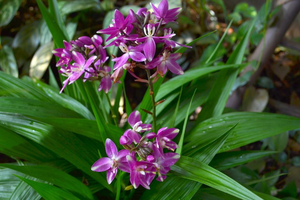 Photo of Philippine Ground Orchid (Spathoglottis plicata) uploaded by sunkissed