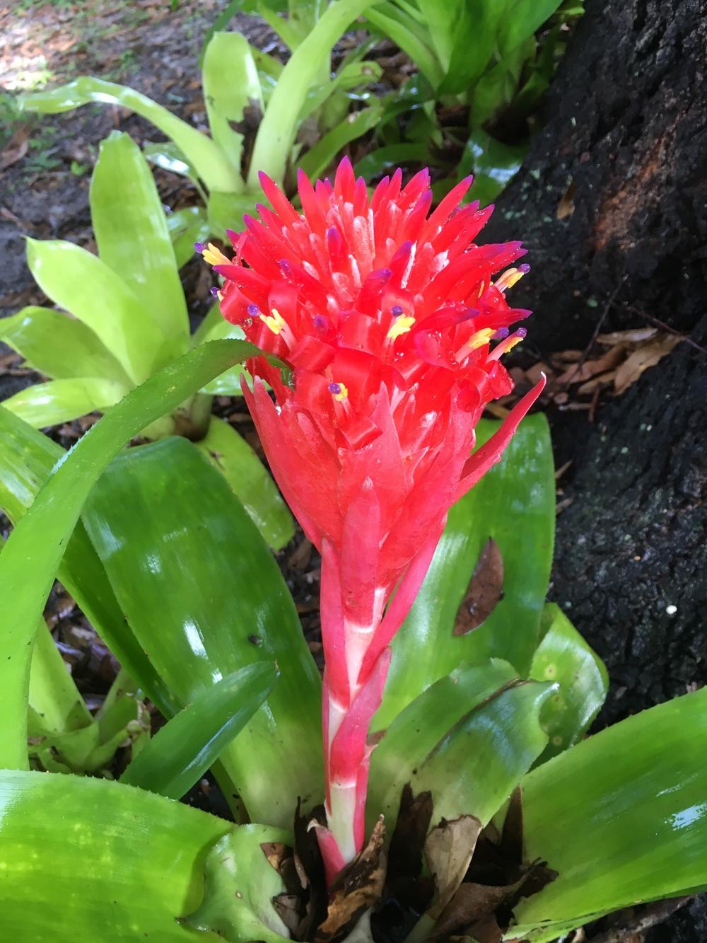 Photo of Flaming Torch (Billbergia pyramidalis) uploaded by sunkissed