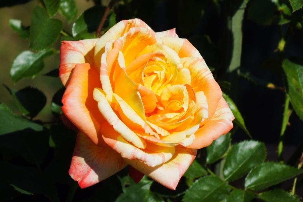 Photo of Rose (Rosa 'Tropical Sunset') uploaded by sunnyvalley