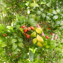 Location: Macleay Island, Queensland, Australia
Date: 2016-09-13
Berries are favourites of Figboirds who spread this plant in thei