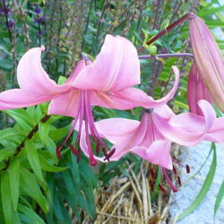 Location: Nora's Garden - Castlegar, B.C.
Date: 2015-07-19
 6:17 pm.  A very lovely soft pink Lily.