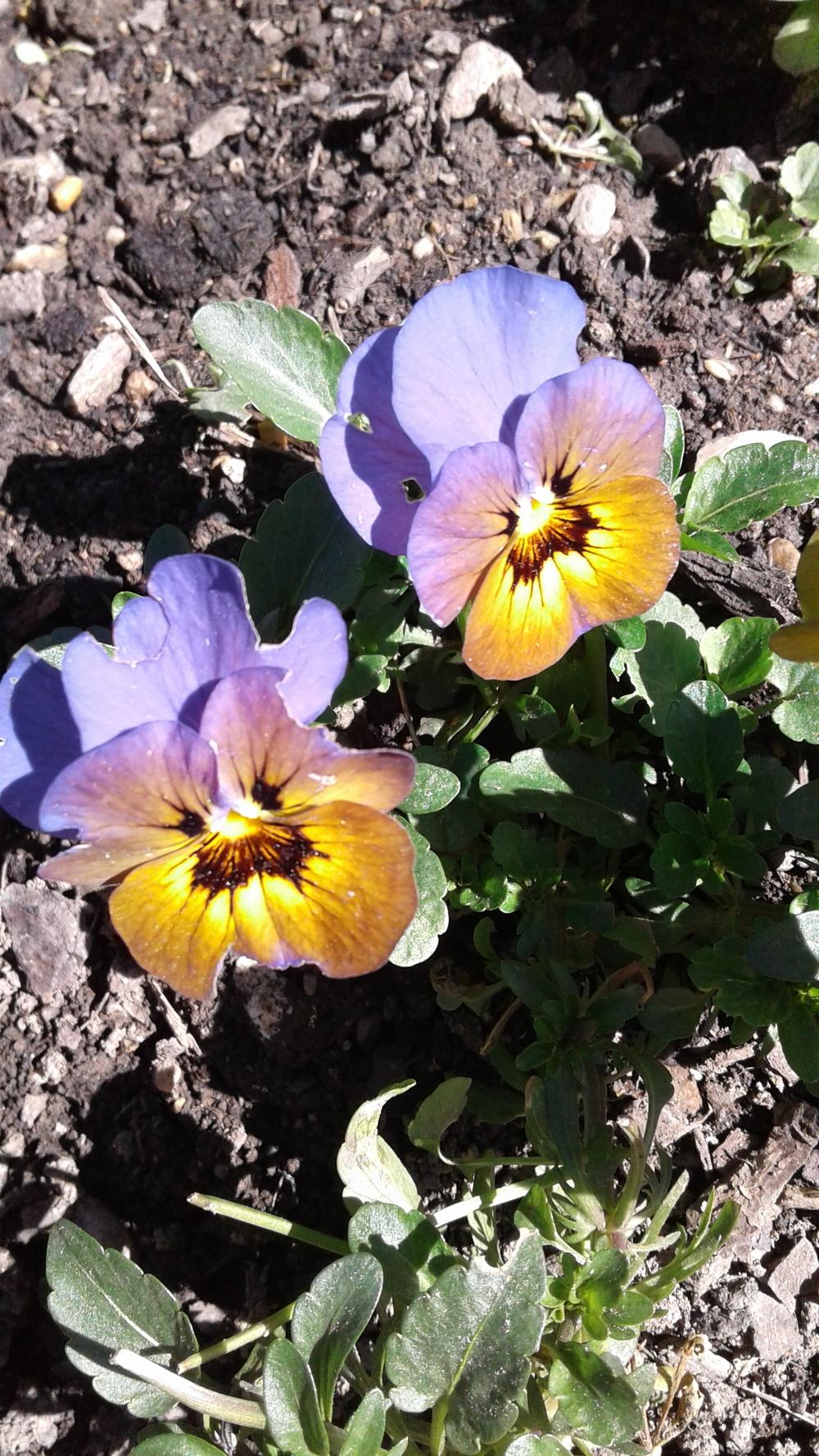 Photo of Violas (Viola) uploaded by PaddingtonBear