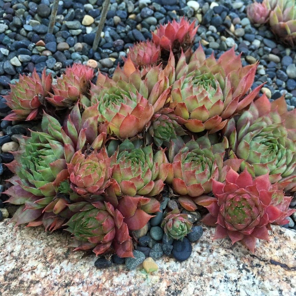 Photo of Hen and Chicks (Sempervivum 'Merlin') uploaded by Patty