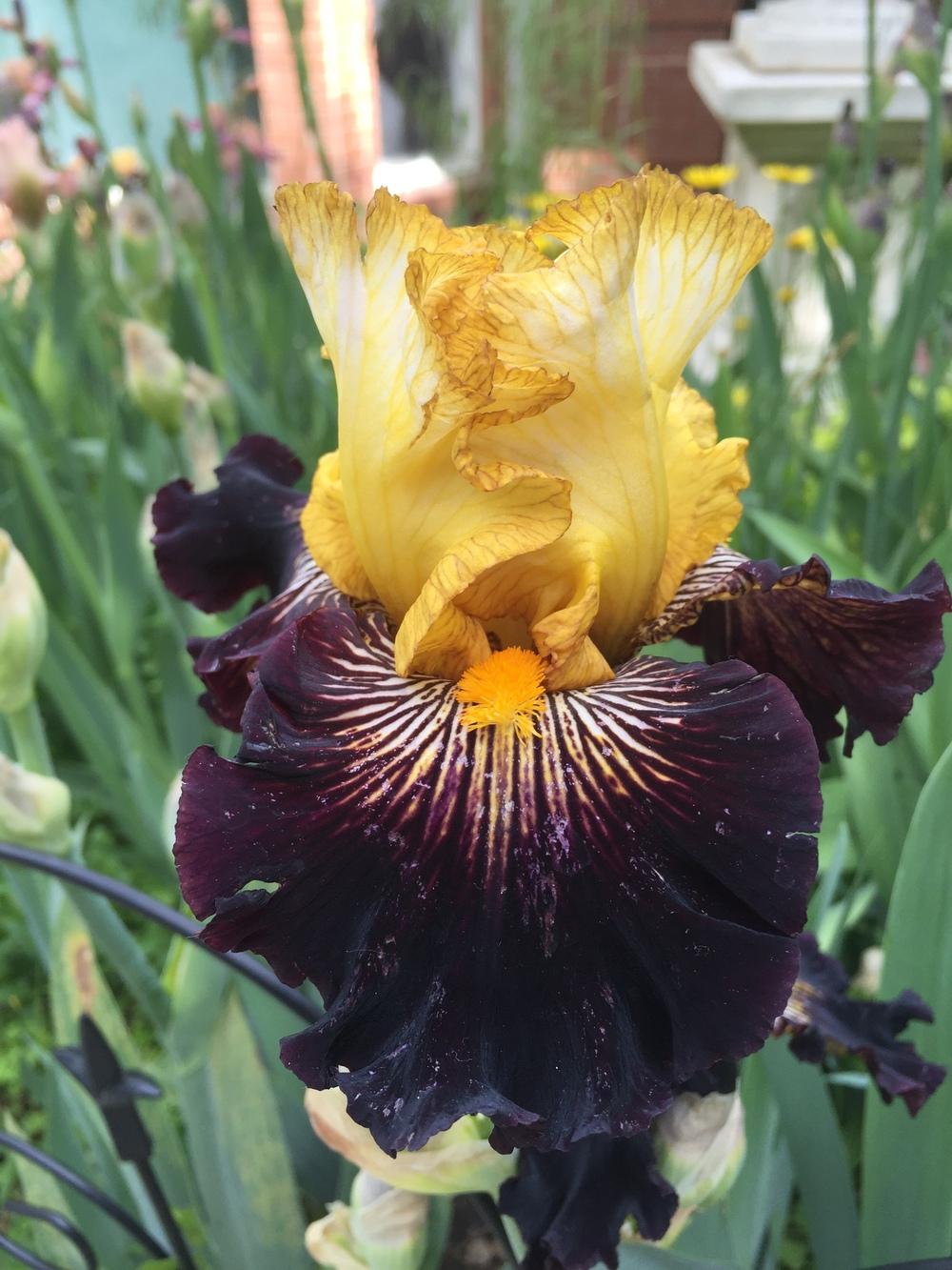 Photo of Tall Bearded Iris (Iris 'Reckless Abandon') uploaded by SpringGreenThumb