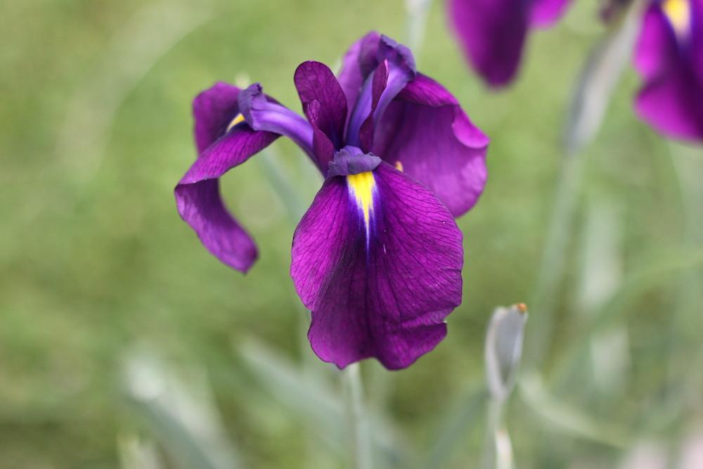 Photo of Japanese Iris (Iris ensata 'Silverband') uploaded by blue23rose